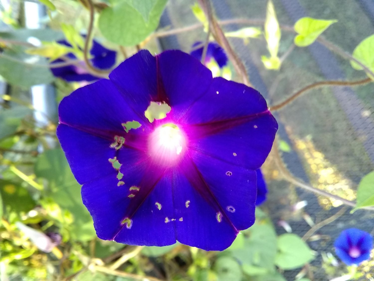 Butterflies and Other Garden Guests