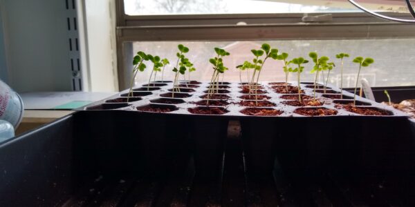 Seedling2021