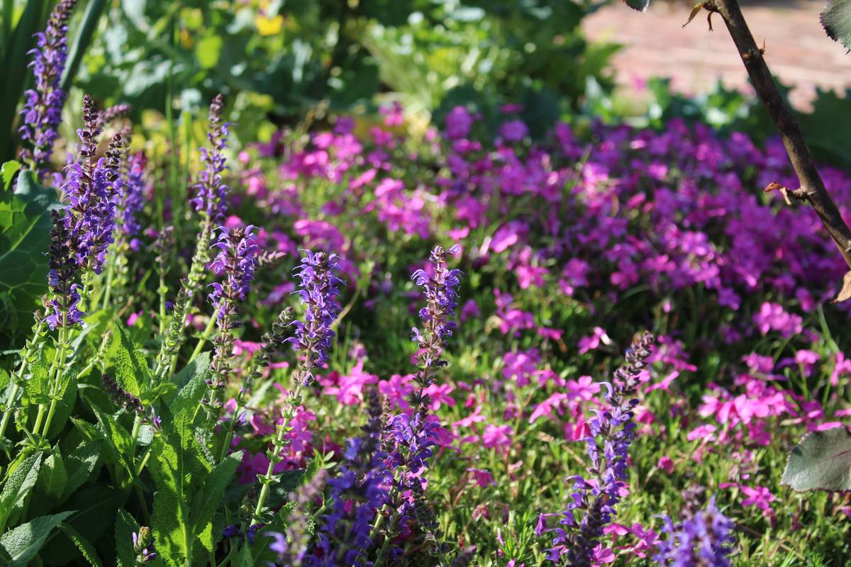 My Georgia Garden Unfolding in May