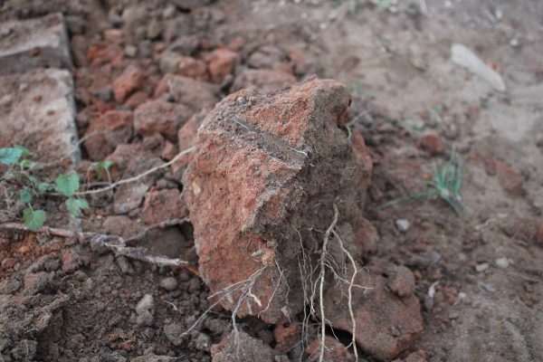 Georgia clay from a garden with roots