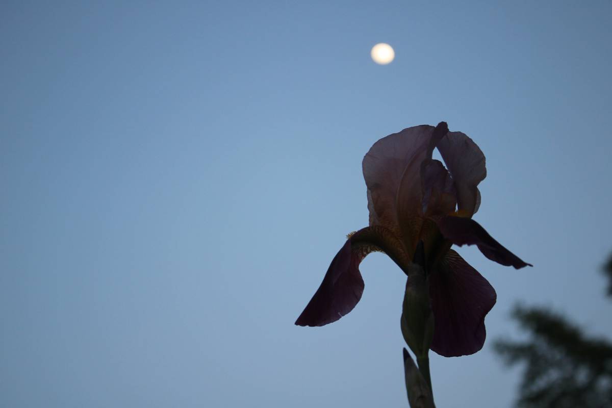 Spring: A Light Shall Dawn From on High