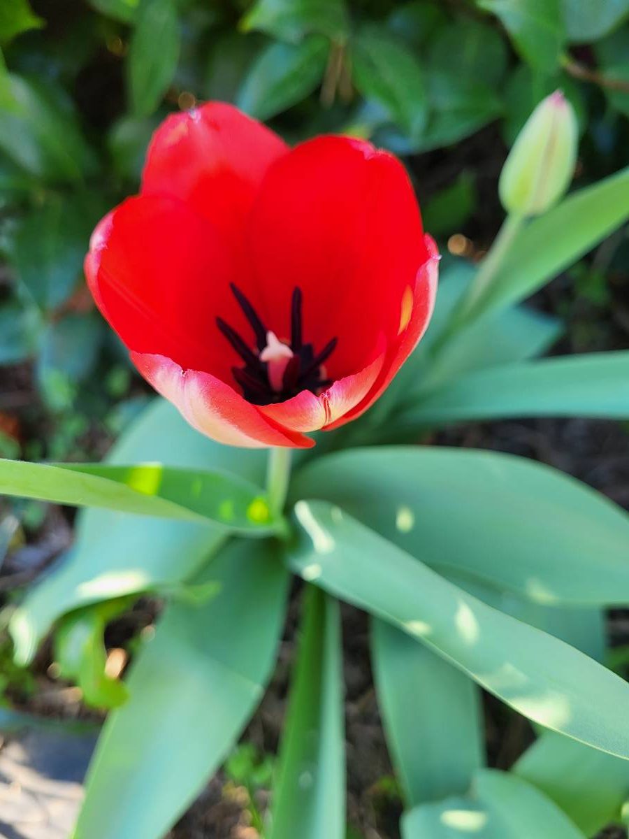 Tulips in Georgia: Revisited